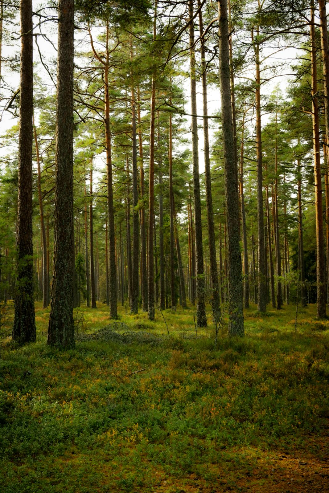 Skog i kvällsljus